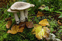 BUITEN BEELD Foto: 284720