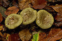 BUITEN BEELD Foto: 284725