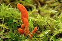 BUITEN BEELD Foto: 284733