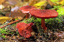 BUITEN BEELD Foto: 284736