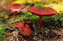 BUITEN BEELD Foto: 284737