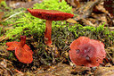 BUITEN BEELD Foto: 284738