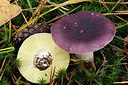 BUITEN BEELD Foto: 284746