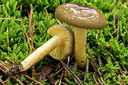 BUITEN BEELD Foto: 284749