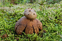 BUITEN BEELD Foto: 284764