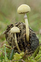 BUITEN BEELD Foto: 284791