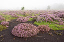 BUITEN BEELD Foto: 284830