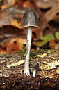BUITEN BEELD Foto: 284881