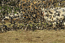 BUITEN BEELD Foto: 284891