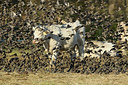 BUITEN BEELD Foto: 284899