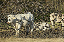 BUITEN BEELD Foto: 284900