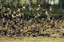 BUITEN BEELD Foto: 284902