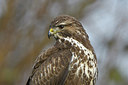 BUITEN BEELD Foto: 284925