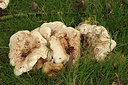 BUITEN BEELD Foto: 284932