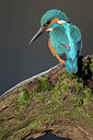 BUITEN BEELD Foto: 284939