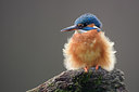 BUITEN BEELD Foto: 284944