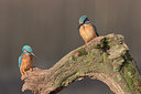 BUITEN BEELD Foto: 284947