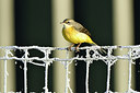 BUITEN BEELD Foto: 284975