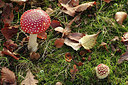 BUITEN BEELD Foto: 285000