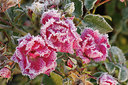 BUITEN BEELD Foto: 285015