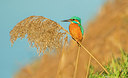 BUITEN BEELD Foto: 285017