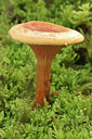 BUITEN BEELD Foto: 285033