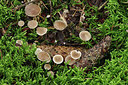 BUITEN BEELD Foto: 285064