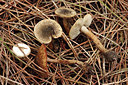 BUITEN BEELD Foto: 285071