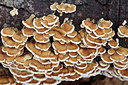 BUITEN BEELD Foto: 285137