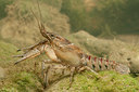 BUITEN BEELD Foto: 285145