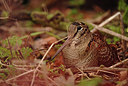 BUITEN BEELD Foto: 285201