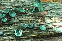 BUITEN BEELD Foto: 285213