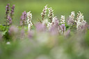 BUITEN BEELD Foto: 285245