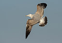 BUITEN BEELD Foto: 285261