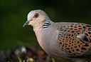 BUITEN BEELD Foto: 285273