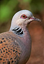 BUITEN BEELD Foto: 285274