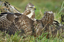 BUITEN BEELD Foto: 285279