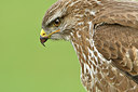 BUITEN BEELD Foto: 285281