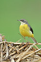BUITEN BEELD Foto: 285284