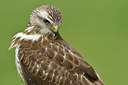 BUITEN BEELD Foto: 285287
