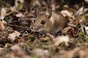 BUITEN BEELD Foto: 285326