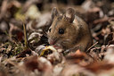BUITEN BEELD Foto: 285327