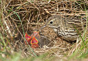 BUITEN BEELD Foto: 285343