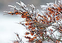 BUITEN BEELD Foto: 285349