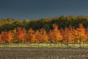 BUITEN BEELD Foto: 285401