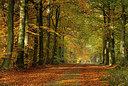 BUITEN BEELD Foto: 285445