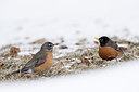 BUITEN BEELD Foto: 285513