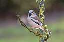 BUITEN BEELD Foto: 285545