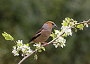 BUITEN BEELD Foto: 285552