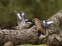 BUITEN BEELD Foto: 285566